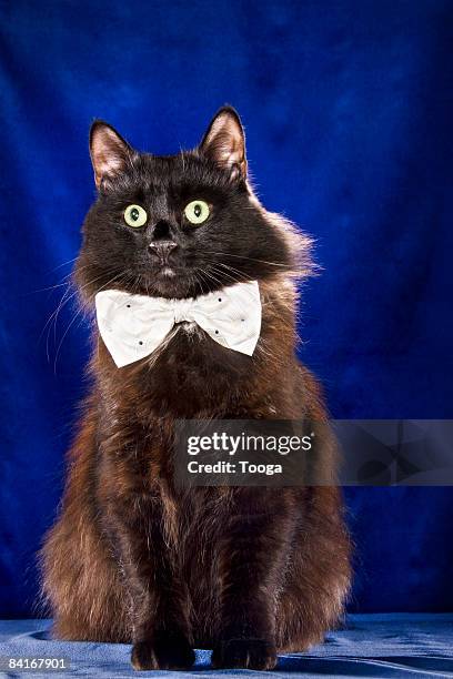 black cat with men's white and blue bow tie - cat bow tie stock pictures, royalty-free photos & images