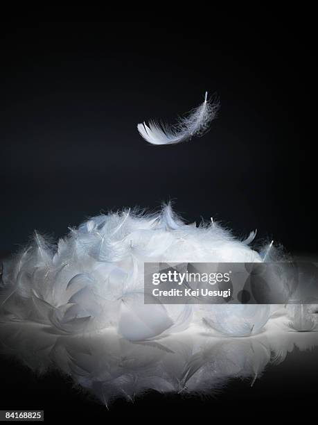 feather in the air - plumes blanches photos et images de collection