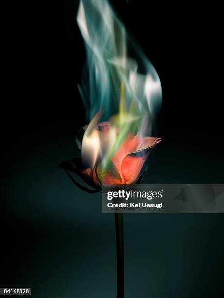 rose on fire - burning rose stock pictures, royalty-free photos & images