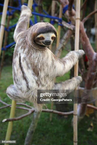 happy male sloth - panama wildlife stock pictures, royalty-free photos & images