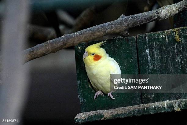 Cockatiels are seen inside their cage at The Kamala Nehru Zoolgical Garden in Ahmedabad on January 3, 2009. Cockatiel are the smallest and genuinely...