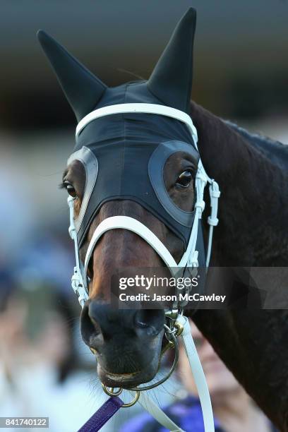 Winx is paraded after winning the Chelmsford Stakes at Royal Randwick Racecourse on September 2, 2017 in Sydney, Australia.