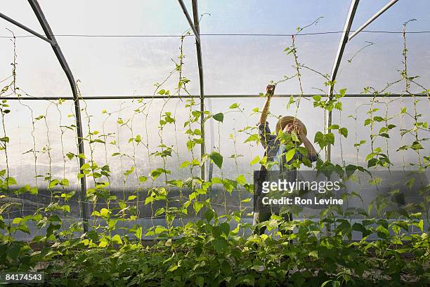 farm worker tending to pole beans on trellis - hothouse stock pictures, royalty-free photos & images