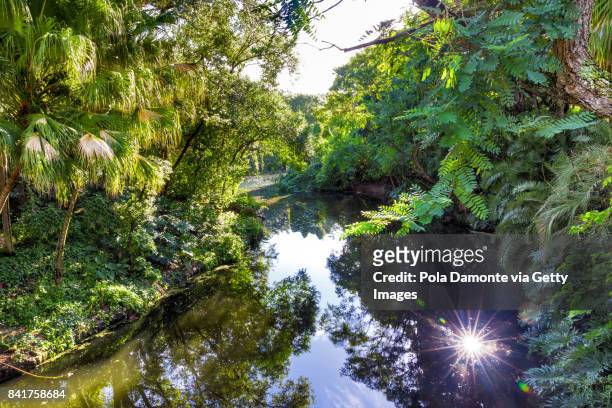 landscape view of a jungle with a river in a natural environment - everglades stock-fotos und bilder