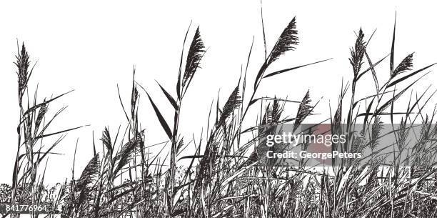 stockillustraties, clipart, cartoons en iconen met marsh gras, riet australis. gemeenschappelijke reed. - riet-grassenfamilie