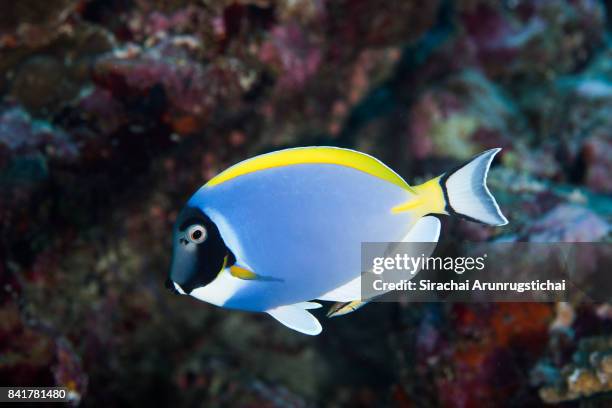 powder blue surgeonfish (acanthurus leucosternon) with a bluestreak cleaner wrasse (labroides dimidiatus) - acanthuridae stock pictures, royalty-free photos & images