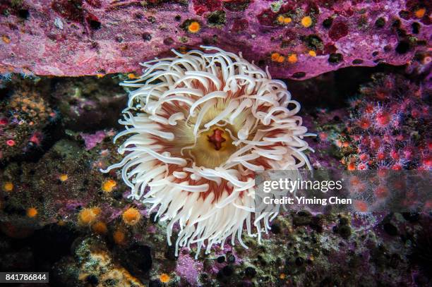 sea anemone - sea anemone stock pictures, royalty-free photos & images