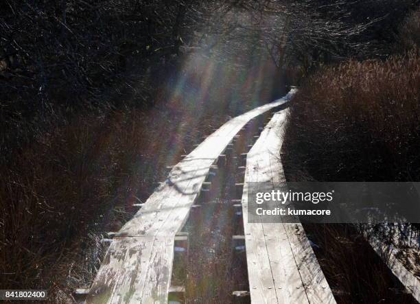 trekking road in the marshland - prefettura di tochigi foto e immagini stock