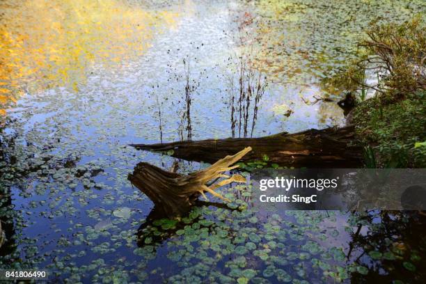 autumn pond - chuncheon fotos fotografías e imágenes de stock