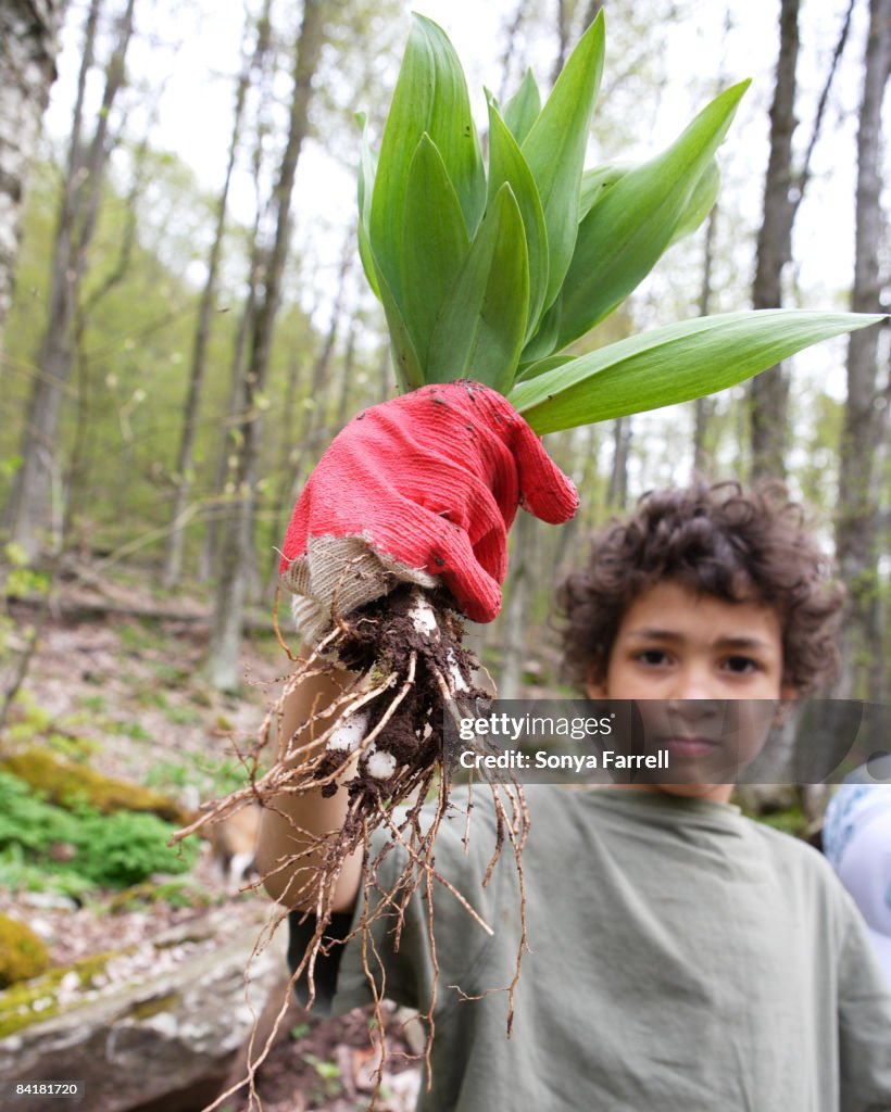 Boy holding wild leeks/ramps.