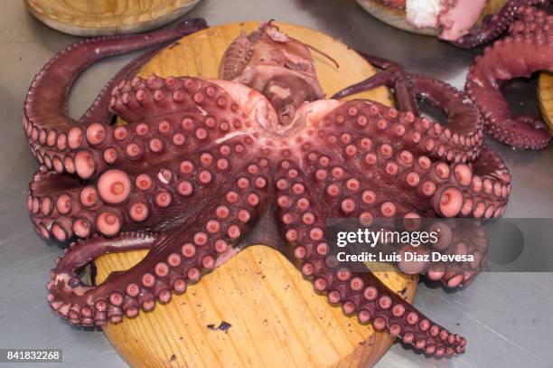 the octopus suckers - giant octopus stock pictures, royalty-free photos & images