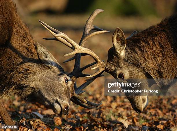 Two stags lock their antlers as they rut in Tatton Park, Cheshire, on January 6 2009 in Knutsford, England. Much of the UK has been suffering a heavy...