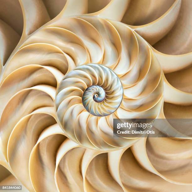 cross-section of chambered nautilus shell - belleza de la naturaleza fotografías e imágenes de stock