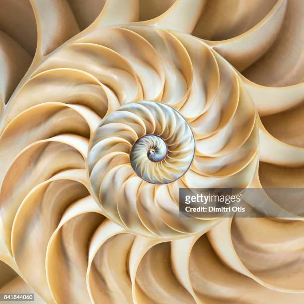 cross-section of chambered nautilus shell - natuurlijk patroon stockfoto's en -beelden
