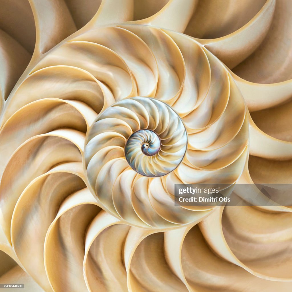 Cross-section of chambered nautilus shell