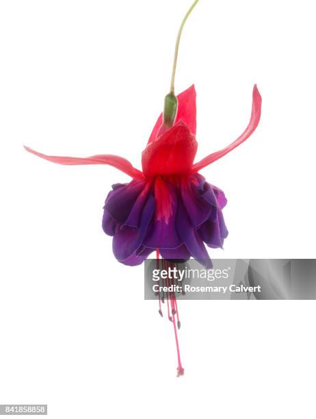 purple and pink fuchsia flower on white background. - fuchsia flower stock pictures, royalty-free photos & images