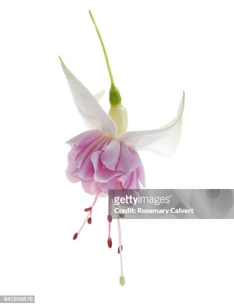 beautiful pink and white fuchsia flower on white. - fuchsia flower stock pictures, royalty-free photos & images