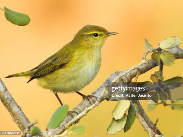 common chiffchaff (phylloscopus collybita) - chiffchaff stock pictures, royalty-free photos & images
