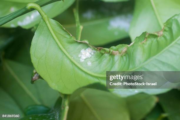 mealy bugs on a leaf - scale insect stock pictures, royalty-free photos & images
