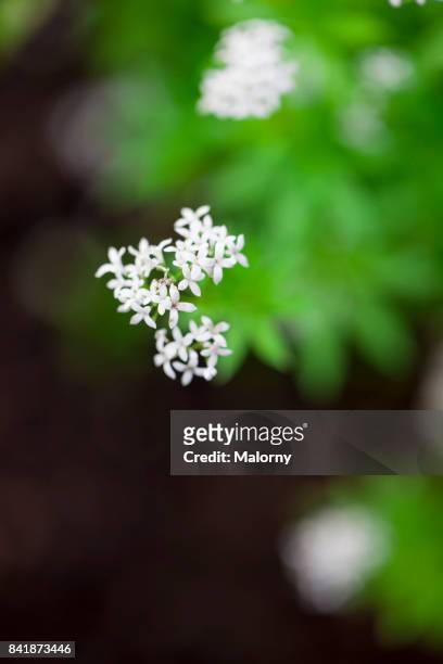 galium odoratum, the sweetscented bedstraw. also called woodruff, sweet woodruff and wild baby's breath - galium stock pictures, royalty-free photos & images