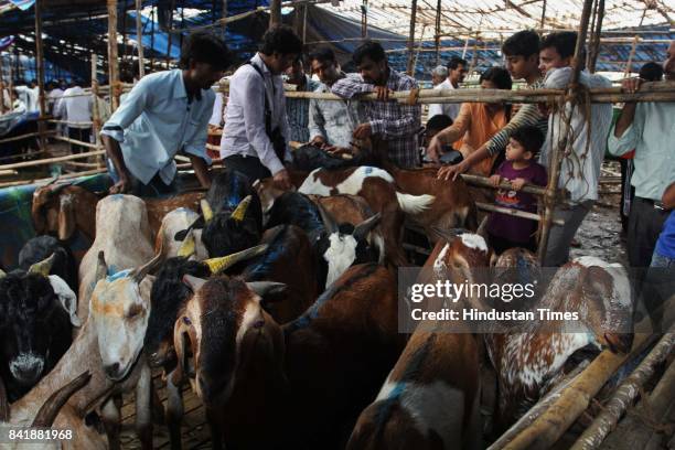 While the Bakri Eid around the corner, hundreds of goats were brought for slaughter in the Mumbra markets in Thane this weekend and people were also...