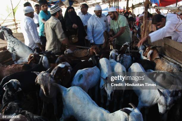 While the Bakri Eid around the corner, hundreds of goats were brought for slaughter in the Mumbra markets in Thane this weekend and people were also...