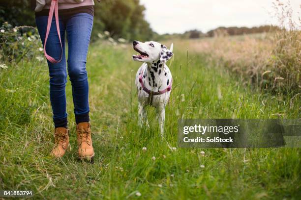 vivre avec un chien - dalmatian dog photos et images de collection