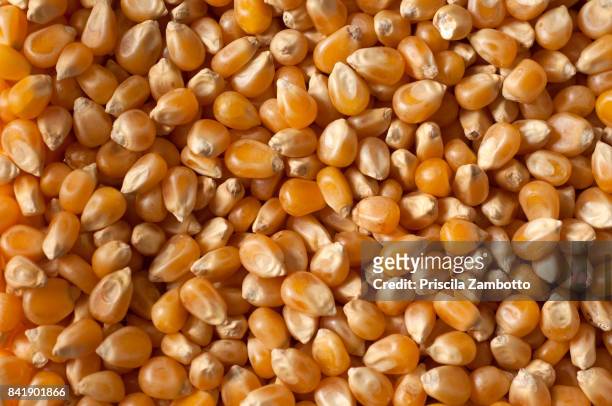 corn - grain de maïs photos et images de collection