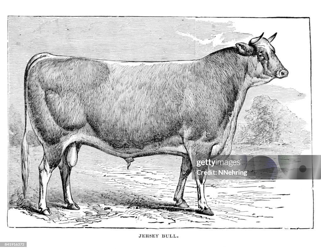 Woodcut of Jersey bull