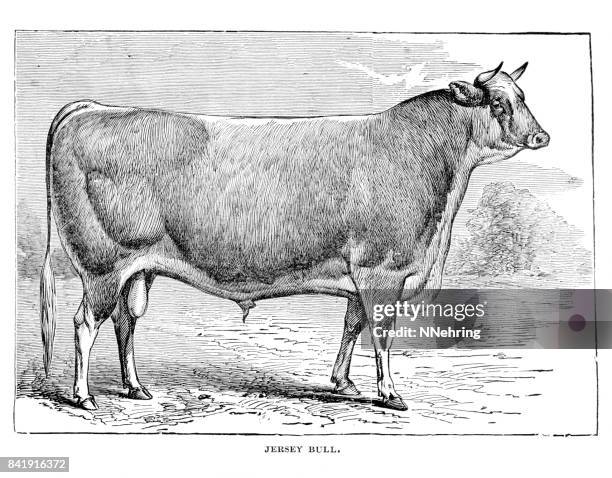 woodcut of jersey bull - jersey cattle stock illustrations