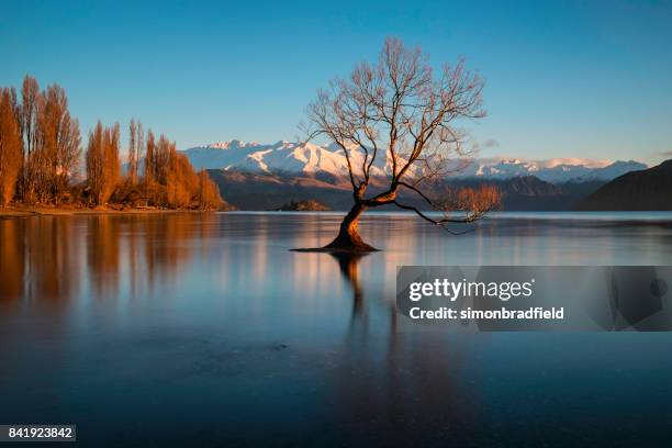 l'alba e l'albero sul lago wanaka in nuova zelanda - lago wanaka foto e immagini stock