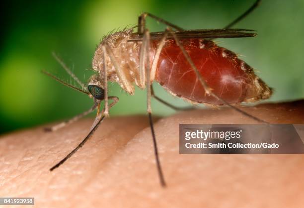 Known as a vector for the West Nile virus, this Culex quinquefasciatus mosquito has landed on a human finger and is biting the affected person's...