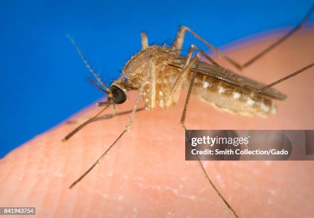 Known as a vector for the West Nile virus, this Culex quinquefasciatus mosquito has landed on a human finger and is preparing to bite the affected...