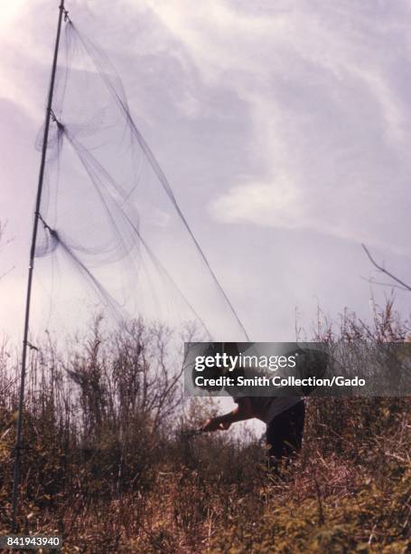 This individual is removing a bird from a net, which was later tested for an arbovirus infection, 1974. Image courtesy CDC. .