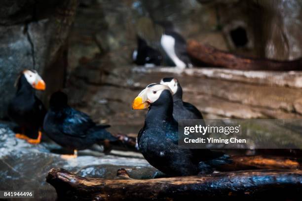 tufted puffin - tufted puffin stock pictures, royalty-free photos & images