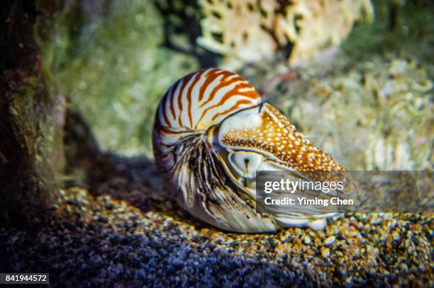 Naulticus Shell Fish Us Nautilus Photos and Premium High Res Pictures - Getty Images