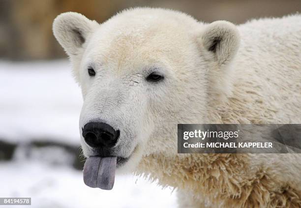 Polar bear Knut sticks out his tongue as he plays in the snow at the Tiergarten zoo in Berlin on January 7, 2008. The bear caused a global sensation...