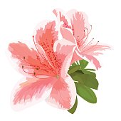 Vector illustration of two delicate pink and white flower, bud of rhododendron, bloom on a branch. Beautiful Azalea on white background