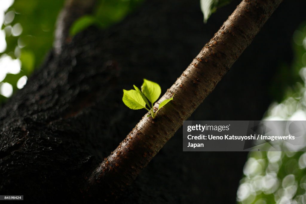 Japan, Tokyo Metropolis, Tama City, New leaves growing on tree, close-up