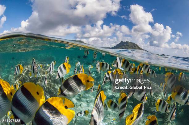 pacific double-saddle butterflyfish (chaetodon ulietensis) - pacific double saddle butterflyfish stock pictures, royalty-free photos & images