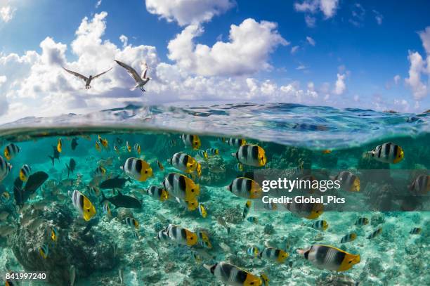 pacific double-saddle butterflyfish (chaetodon ulietensis) - moorea stock pictures, royalty-free photos & images