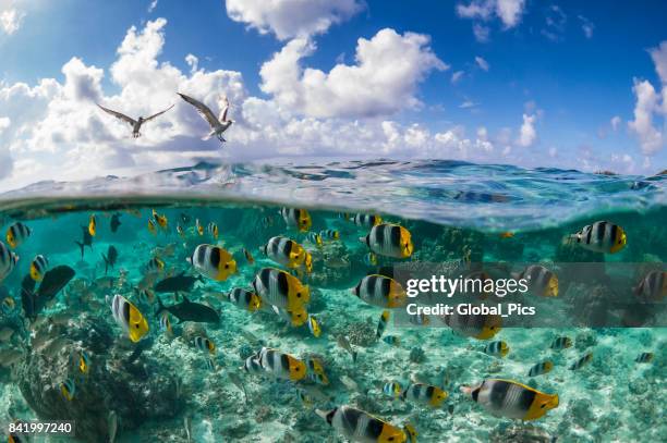 pacific double-saddle butterflyfish (chaetodon ulietensis) - pacific double saddle butterflyfish stock pictures, royalty-free photos & images