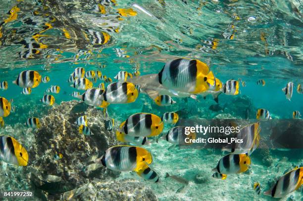 pacific double-saddle butterflyfish (chaetodon ulietensis) - tuamotu islands stock pictures, royalty-free photos & images