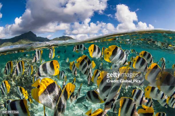 französisch-polynesien - südpazifik - exotische fische stock-fotos und bilder