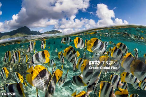 french polynesia - south pacific ocean - pacific double saddle butterflyfish stock pictures, royalty-free photos & images