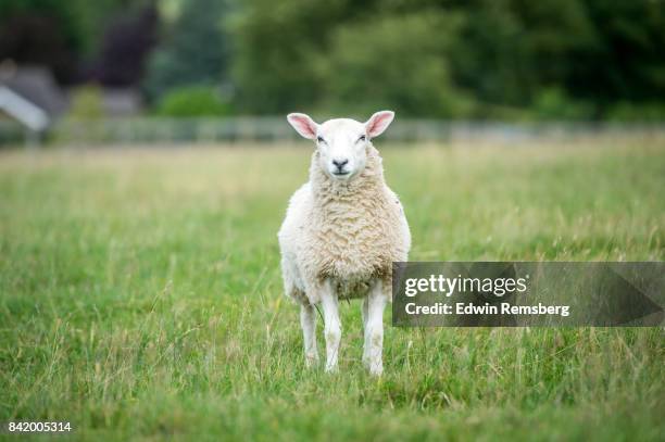 lone sheep - sheep stock pictures, royalty-free photos & images