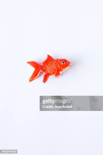 fake goldfish on white background - toy animal bildbanksfoton och bilder