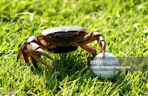 Crab sits next to a golf ball on the 2nd hole during the first round of the Joburg Open at Royal Johannesburg and Kensington Golf Club on January 8,...