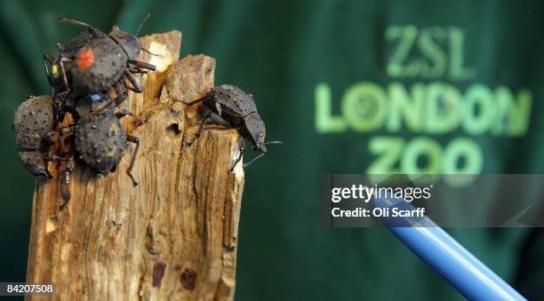 Zoo keeper makes a record of the number of fregate island beetles in their enclosure at London Zoo as part of the zoo's annual stocktake on January...