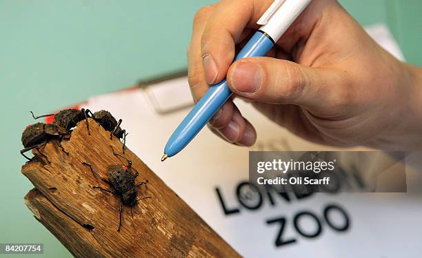 Zoo keeper Donald McFarlane makes a record of the number of Fregate Island beetles in their enclosure at London Zoo as part of the zoo's annual...